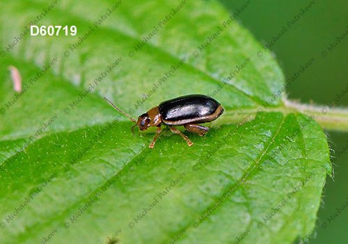Capraita circumdata (Galerucinae, Chrysomelidae)